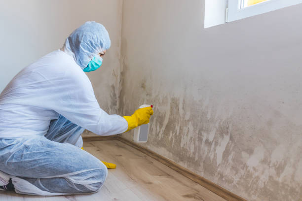 Licensed Mold Remediation service in Orange Park, FL - WQB Mold Removal